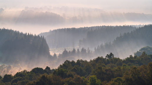  a forest of trees