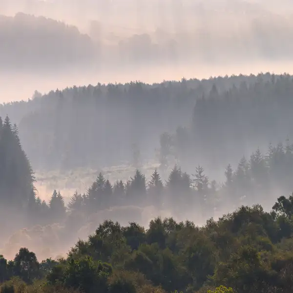 Autumn Mists