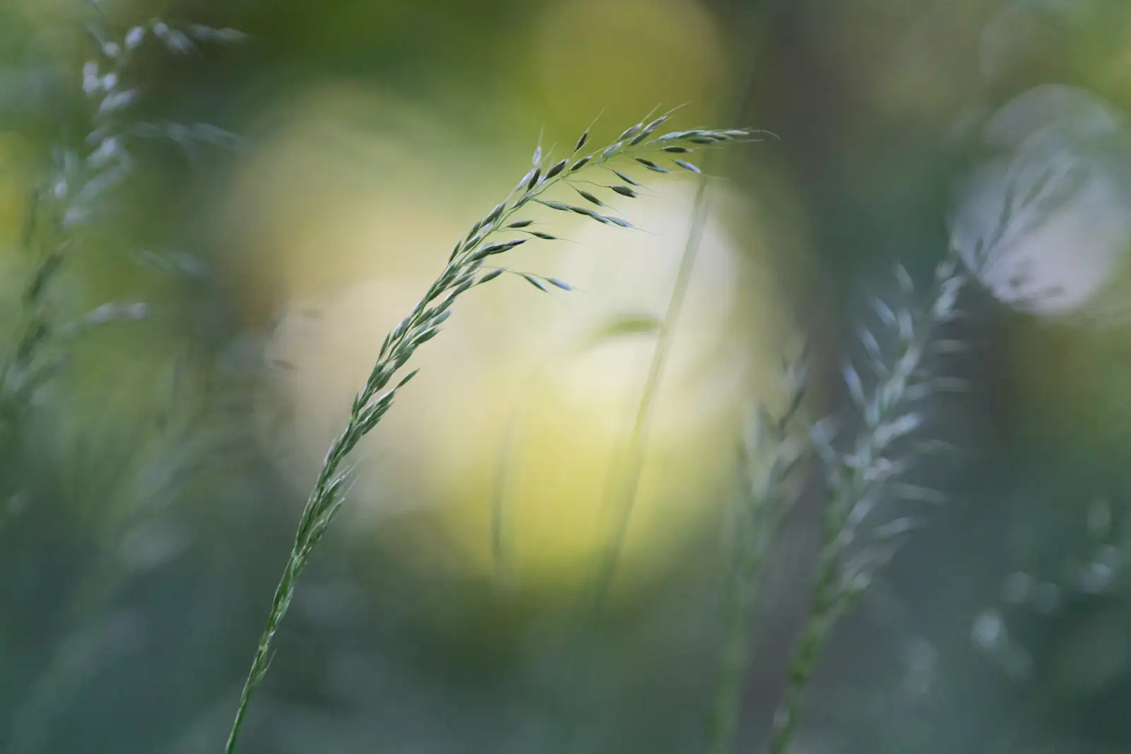 Delicate grass stems with fine seeds gently arching against a soft, blurred background of green and yellow, creating a serene, dreamy atmosphere.