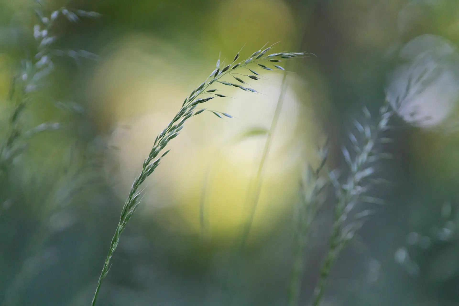 Delicate grass stems with fine seeds gently arching against a soft, blurred background of green and yellow, creating a serene, dreamy atmosphere.