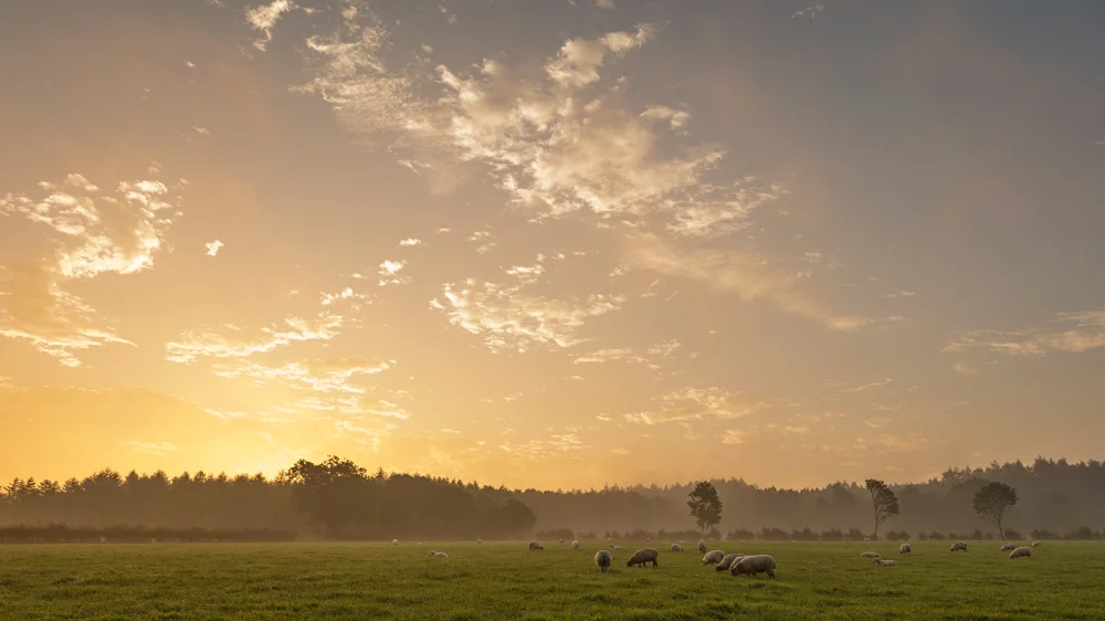 Sheep grazing in a misty meadow at sunrise with a glowing golden sky above distant woodland