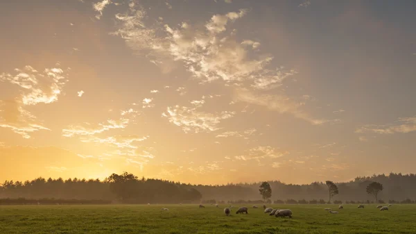 Sheep grazing in a misty meadow at sunrise with a glowing golden sky above distant woodland