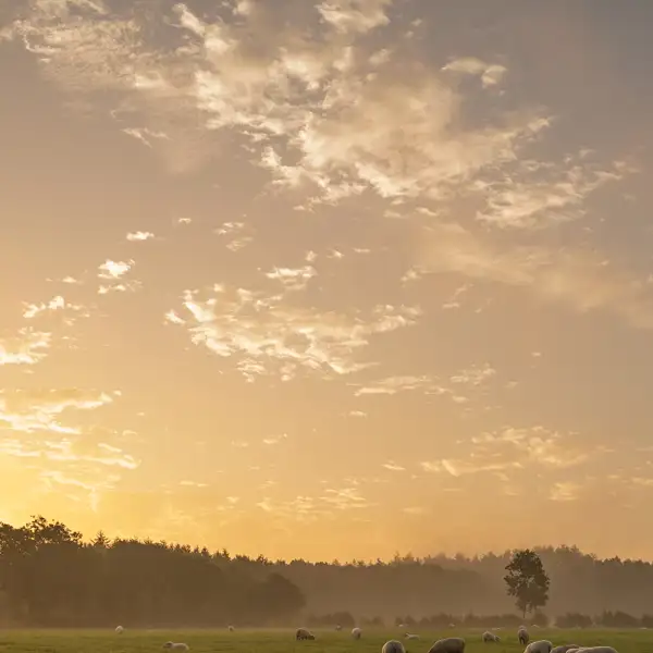 Crimple Valley Misty Summer Morning