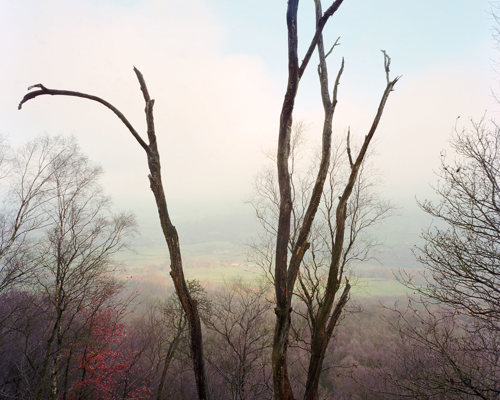 A Journey Through Ancient Woodland:  