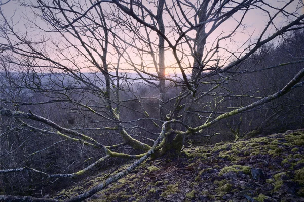 Spring day dawn