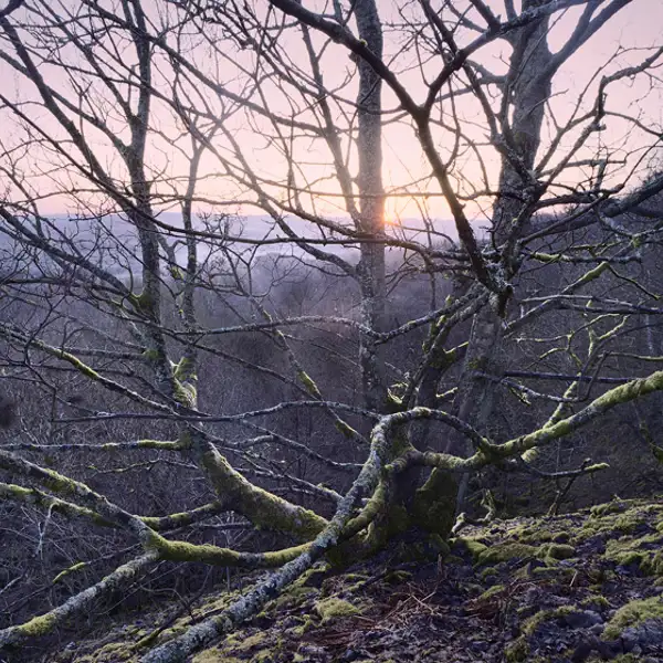 Spring day dawn