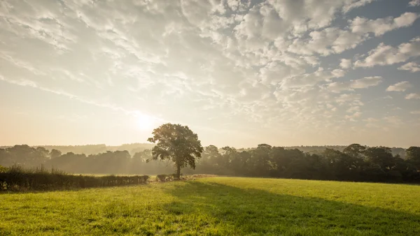 Lone oak tree in a green meadow at sunrise with mist over distant woodland and a mackerel sky
