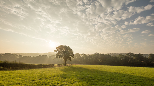  a large green field with trees in the background