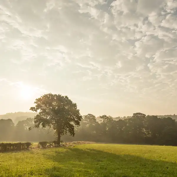 Crimple Valley Misty Summer Morning