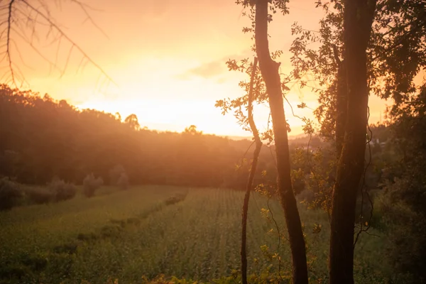 Silhouetted trees beside a green crop field under a golden summer sunset in rolling countryside.