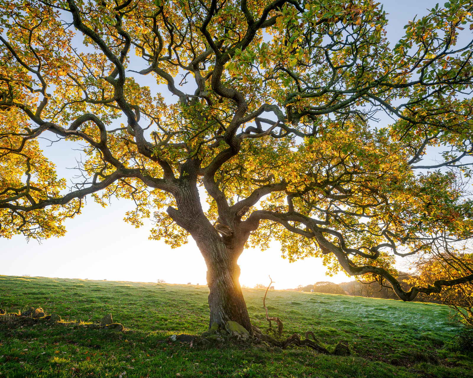 A large oak tree with a thick trunk and sprawling branches dominates the foreground. Its leaves are turning from green to a vibrant yellow, indicating autumn. Sunlight filters through the branches, casting a warm glow on the lush green grass of the field beneath. The sky behind the tree is clear and blue, suggesting a calm, sunny day.