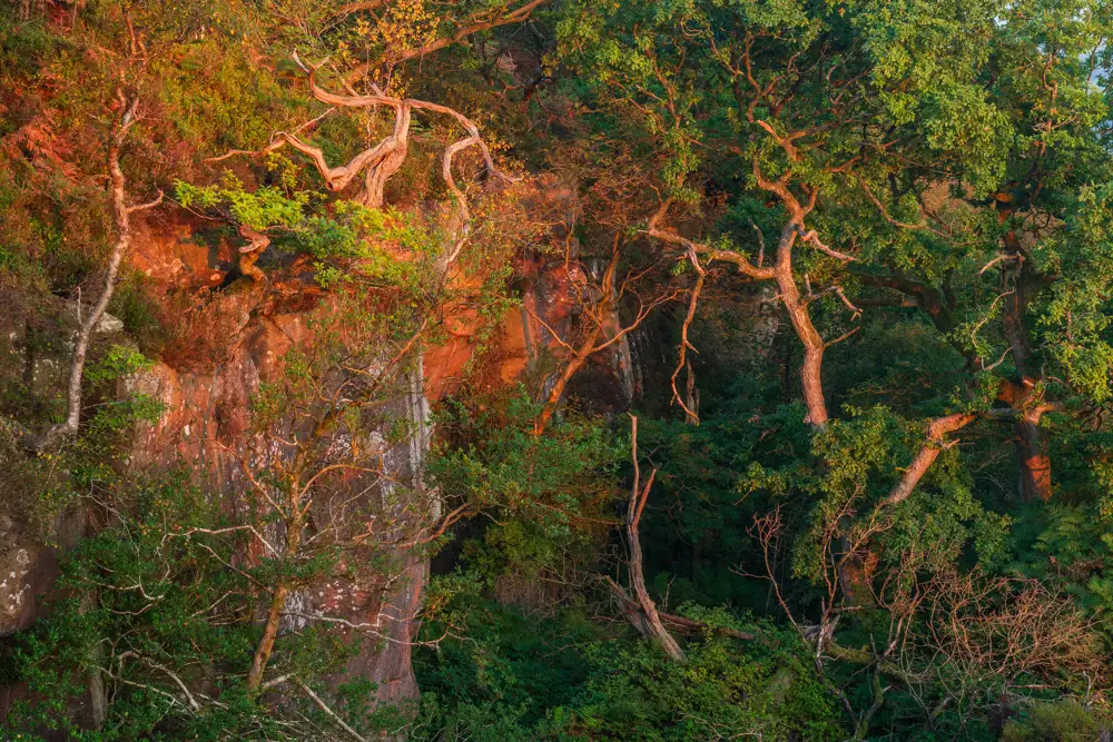 Rugged cliff face bathed in warm sunlight, adorned with twisted, gnarled tree branches. Lush green foliage and moss cover the rock surface, creating a contrast with the rocky texture. The scene is vibrant with a blend of red from the cliffs and the greens of the trees.