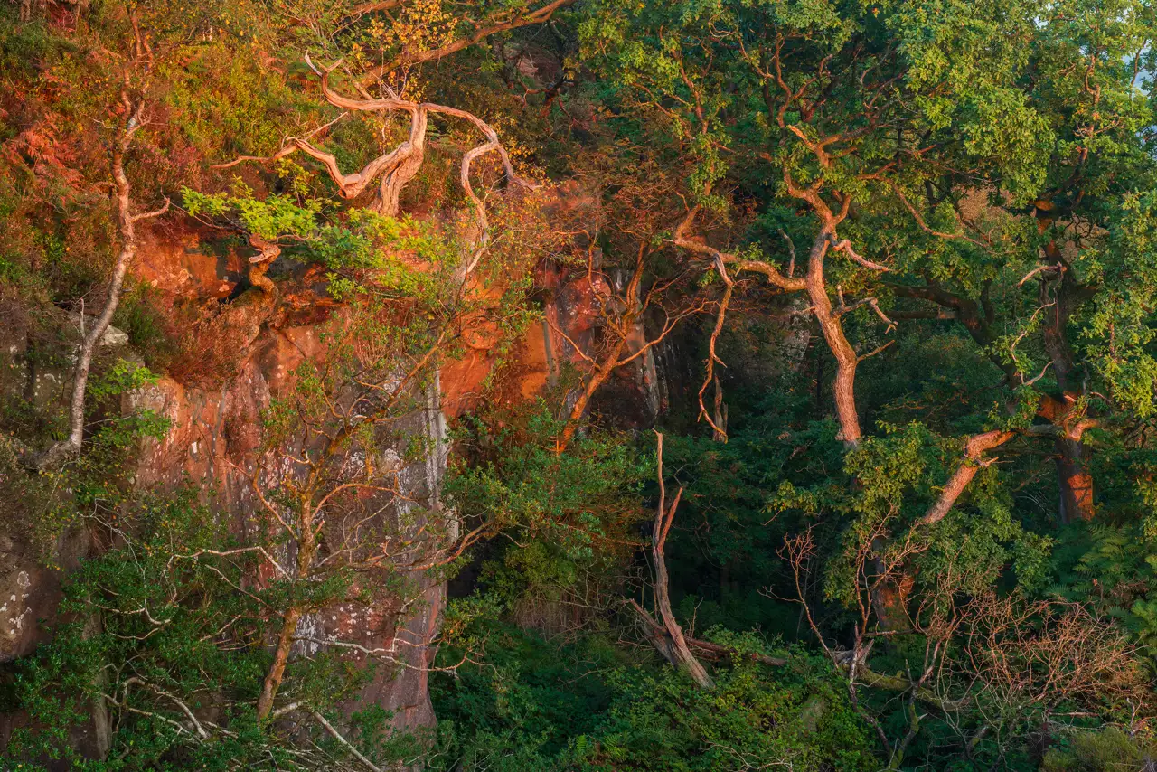 Rugged cliff face bathed in warm sunlight, adorned with twisted, gnarled tree branches. Lush green foliage and moss cover the rock surface, creating a contrast with the rocky texture. The scene is vibrant with a blend of red from the cliffs and the greens of the trees.