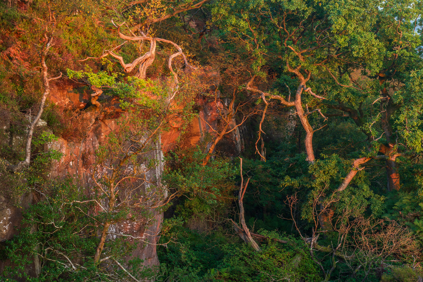 An autumnal scene in North Yorkshire with a tapestry of twisted, bare branches and green foliage. A warm, golden light bathes the russet-toned rock face and trees, evoking a tranquil yet wild ambience in the woodland. a forest of trees