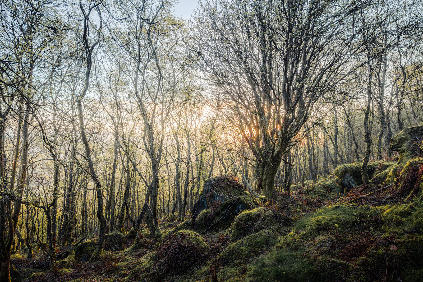 Sunlight filters through a dense forest of slender trees with sparse foliage. The ground is covered in moss and intertwined roots, creating a lush green carpet. The light creates a warm glow, casting soft shadows among the rocks and vegetation.