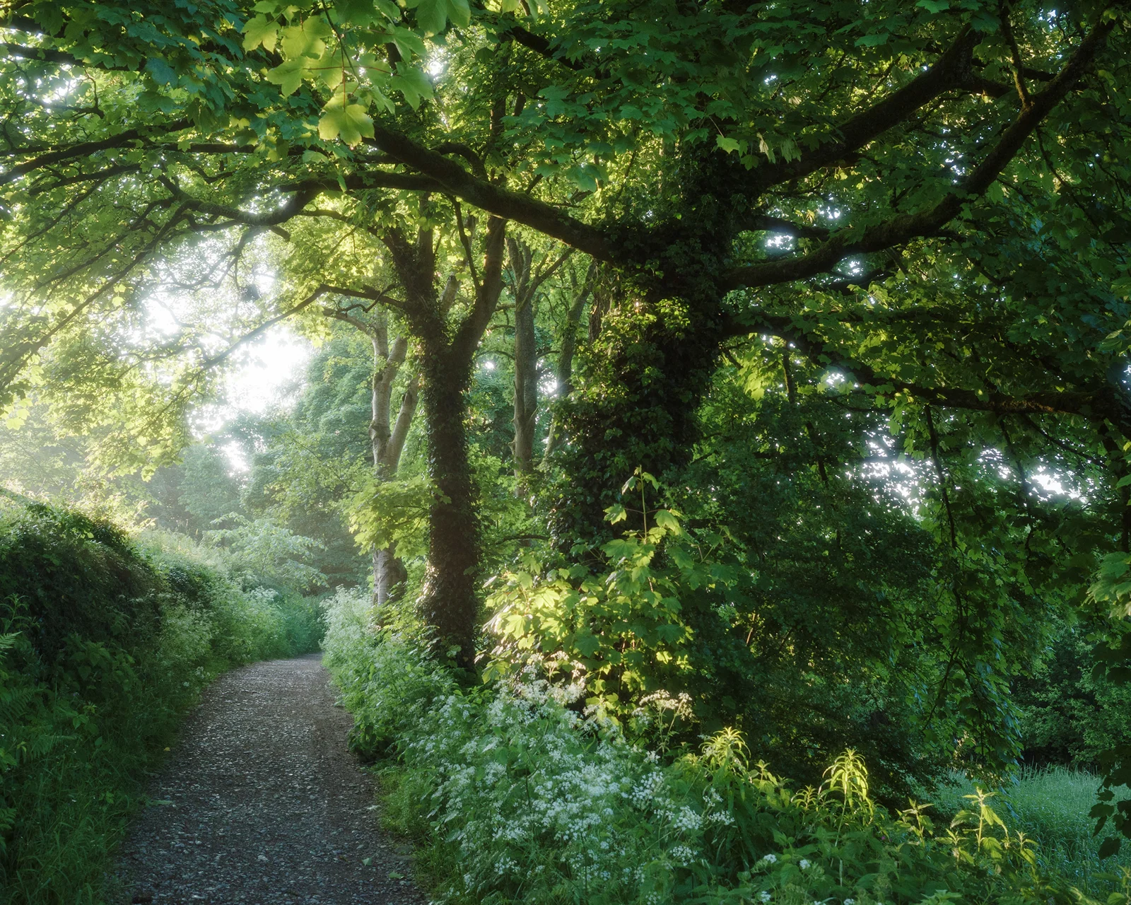 Sunlit forest path surrounded by lush greenery and tall trees with a canopy of leaves filtering the light. Ferns and wildflowers line the path, creating a serene and inviting scene.