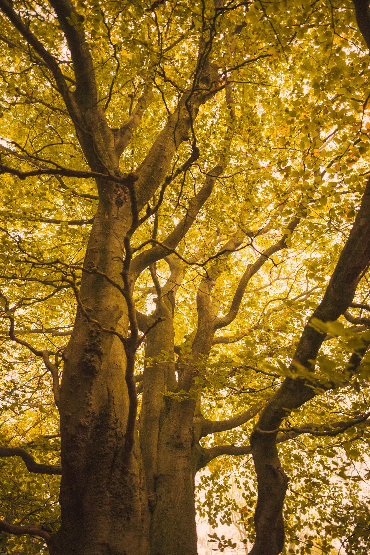 Beech tree canopy with golden autumn leaves, viewed looking up through smooth grey trunks in woodland.