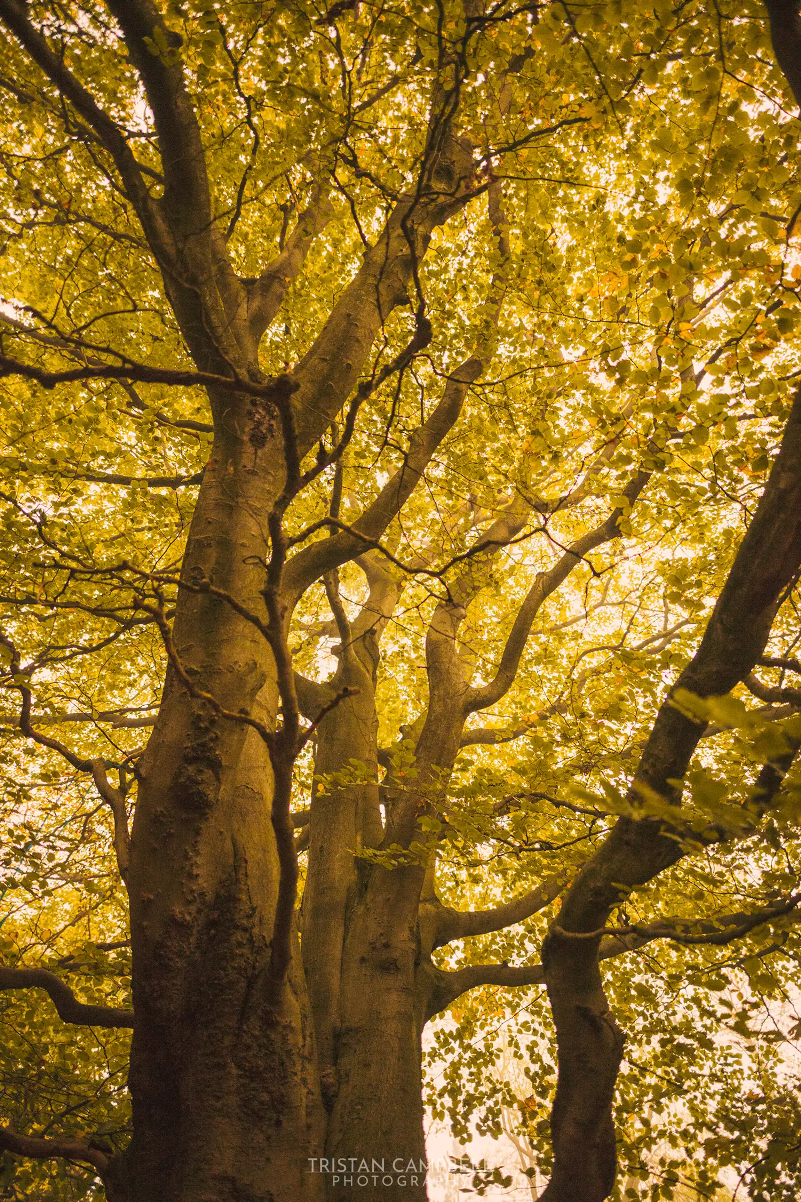 Tall trees with thick trunks and sprawling branches, covered in dense yellow-green leaves. The sunlight filters through the foliage, creating a warm golden glow throughout the canopy.