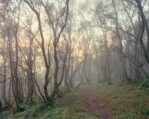 A Journey Through Ancient Woodland:  a tree in a forest