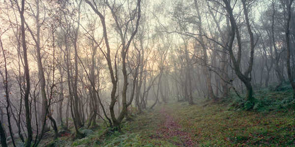 a tree in a forest