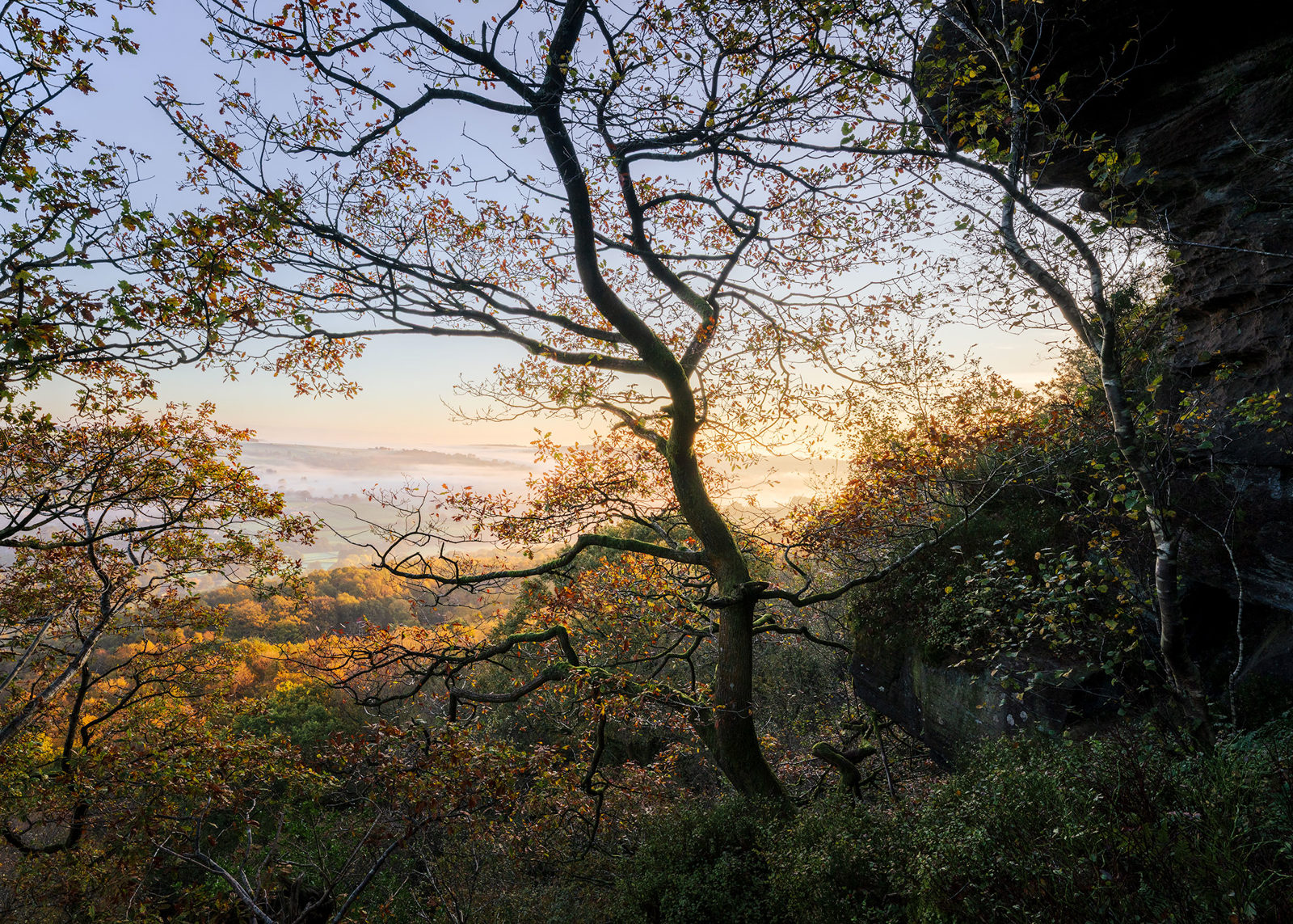 Twisting tree branches in the foreground with autumn foliage frame a scenic view of a valley. The valley is bathed in soft, warm sunlight, creating a misty atmosphere. The sky is clear and pale blue, and a rocky cliff is visible to the right.
