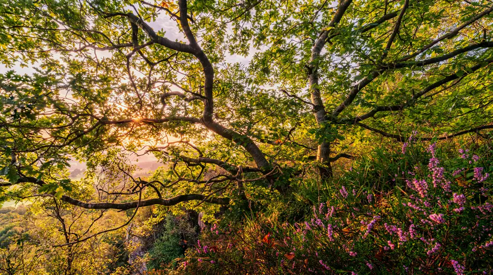 Sunlight filters through the branches and leaves of a large tree, casting a warm glow. In the foreground, pink heather flowers bloom, adding vibrant colour. The landscape below is lush and green, enhancing the serene, natural setting.