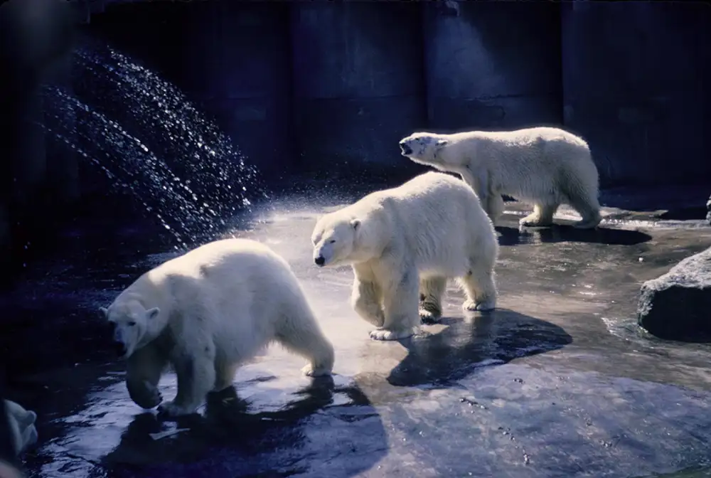 Polar Bears