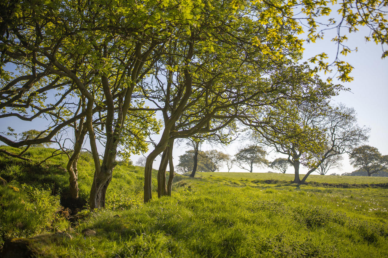 Sunlit landscape with a cluster of slender trees in the foreground, casting shadows over lush, green grass. The sky is clear, and in the background, more trees are scattered across gently rolling hills.