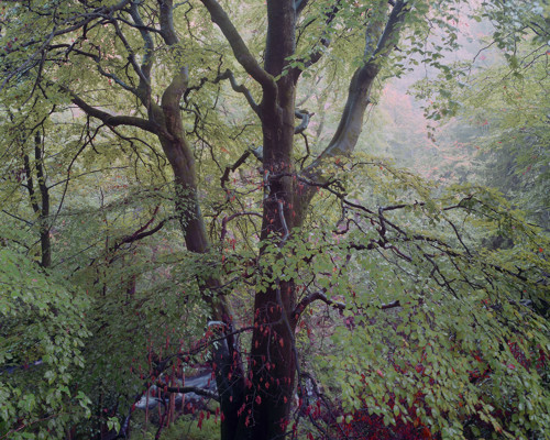 A Journey Through Ancient Woodland:  a large tree in a forest