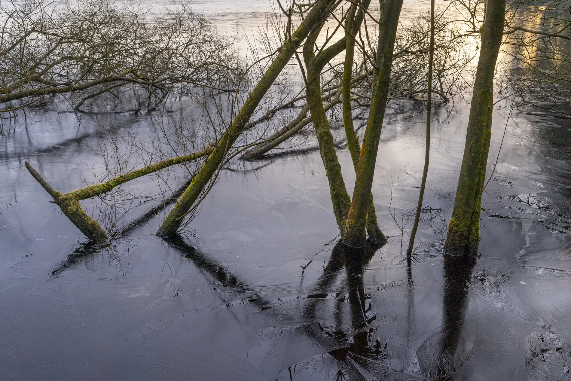 Moss-covered bare trees in a frozen woodland pool at dawn, with feathery ice patterns and golden winter light