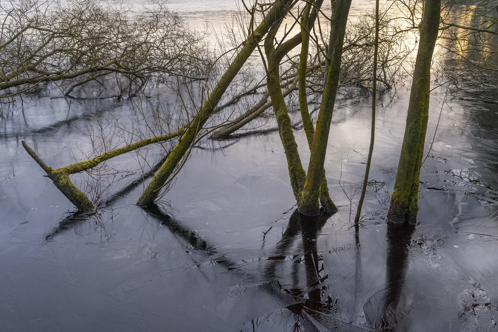 Trees partially submerged in a frozen body of water, their trunks covered with moss. The ice has a smooth surface with visible patterns and reflections, creating a tranquil scene. The background is softly lit, suggesting the presence of sunlight.