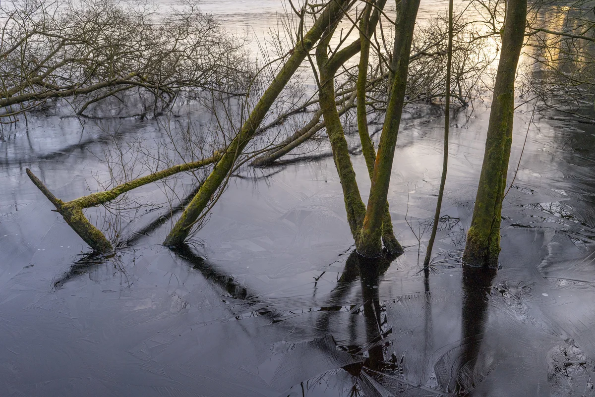 Moss-covered bare trees in a frozen woodland pool at dawn, with feathery ice patterns and golden winter light