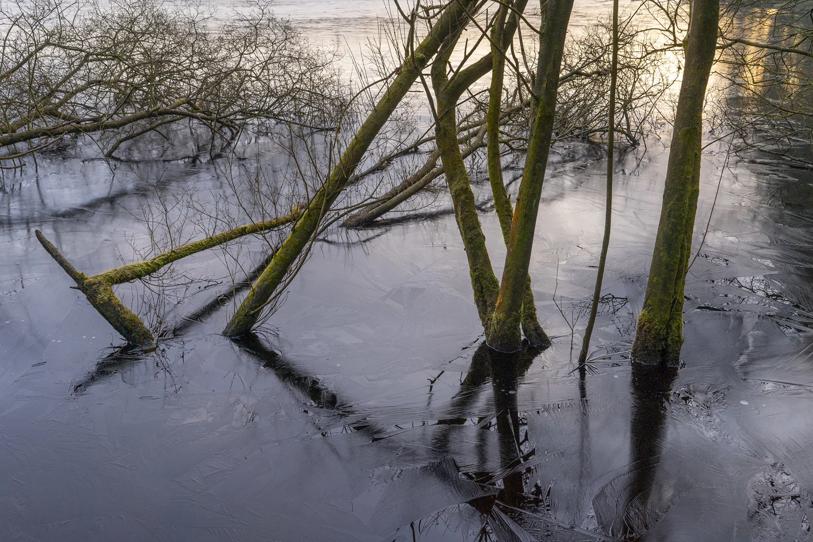 Moss-covered bare trees in a frozen woodland pool at dawn, with feathery ice patterns and golden winter light