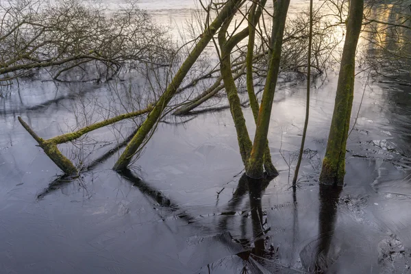 Moss-covered bare trees in a frozen woodland pool at dawn, with feathery ice patterns and golden winter light