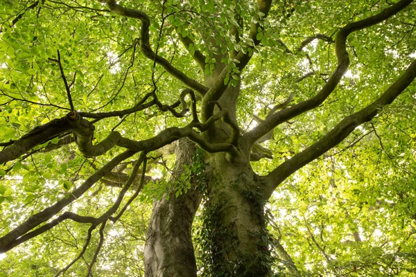 Mature beech tree canopy viewed from below, sprawling branches and bright green leaves in woodland.