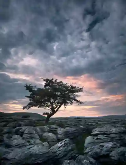 In the Yorkshire Dales, a solitary tree stands defiant amidst limestone pavement. Its twisted branches silhouette against a dramatic backdrop of rosy sunset hues and brooding grey clouds. The rugged terrain conveys a sense of serene endurance.