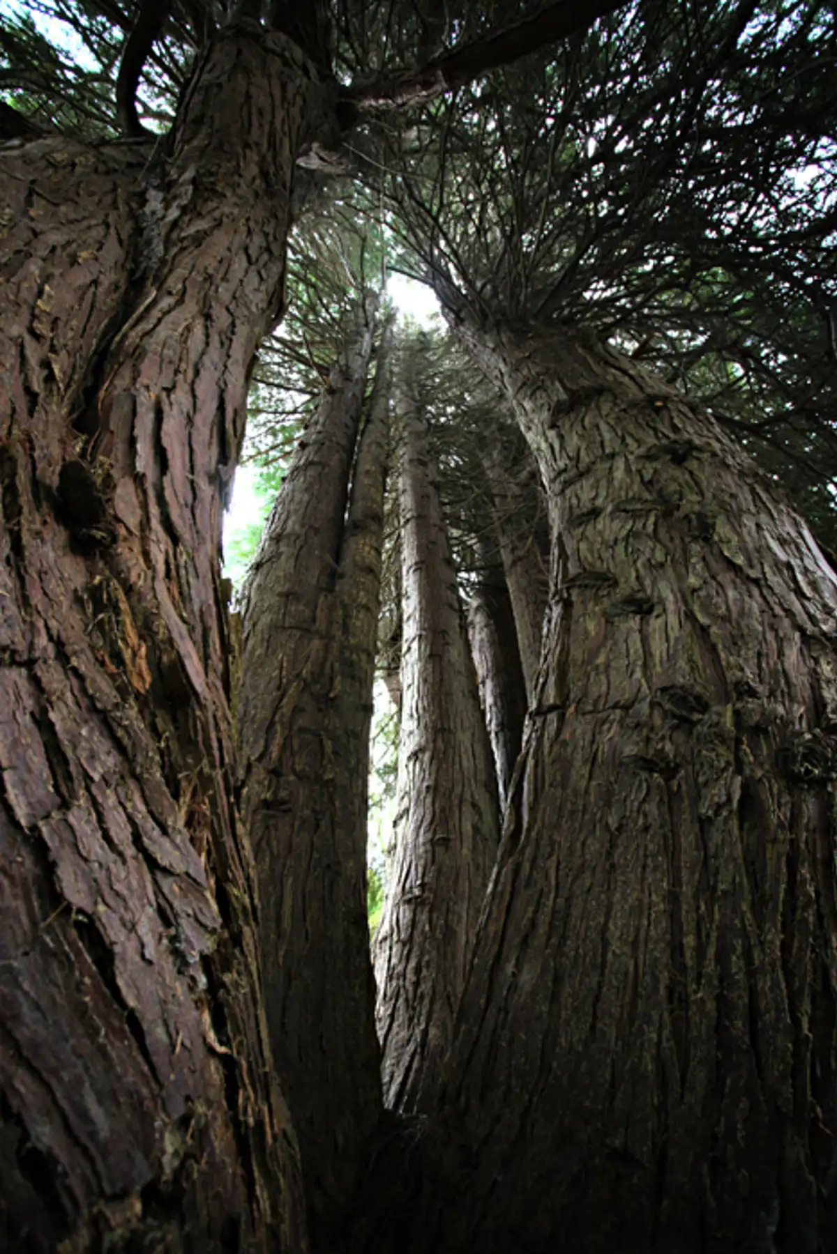 Pine Trees, Leckmelm Arboretum