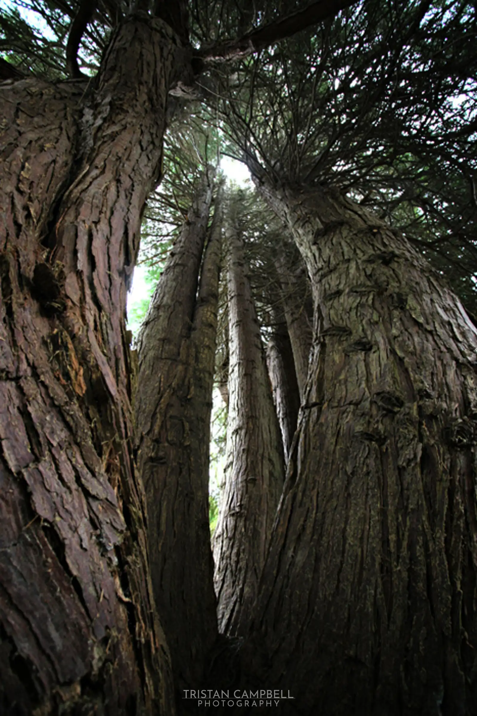 Pine Trees, Leckmelm Arboretum