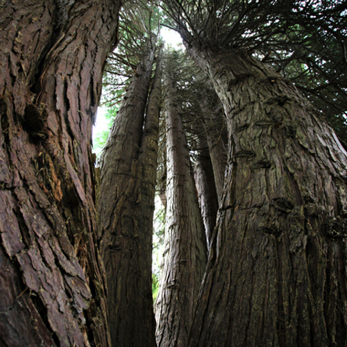 Pine Trees, Leckmelm Arboretum: Pine Trees, Leckmelm Arboretum