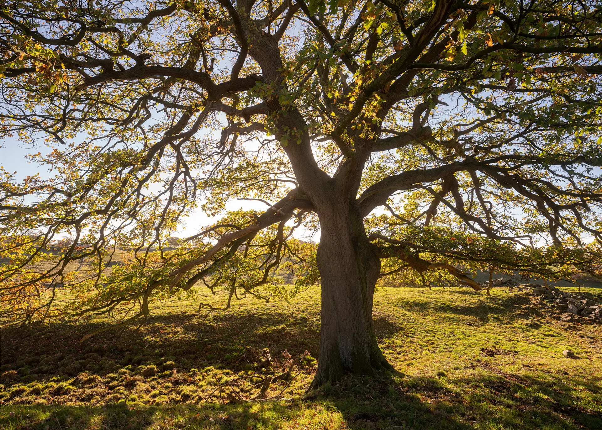 Large oak tree with a thick, twisting trunk and sprawling branches, set in a sunlit meadow. The sunlight filters through green leaves, casting dappled shadows on the grass. A low stone wall runs horizontally in the background, adding depth to the pastoral scene.