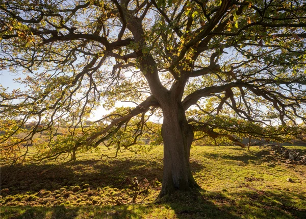 Spreading oak tree in a grassy upland field backlit by low golden autumn sunlight, drystone wall beyond