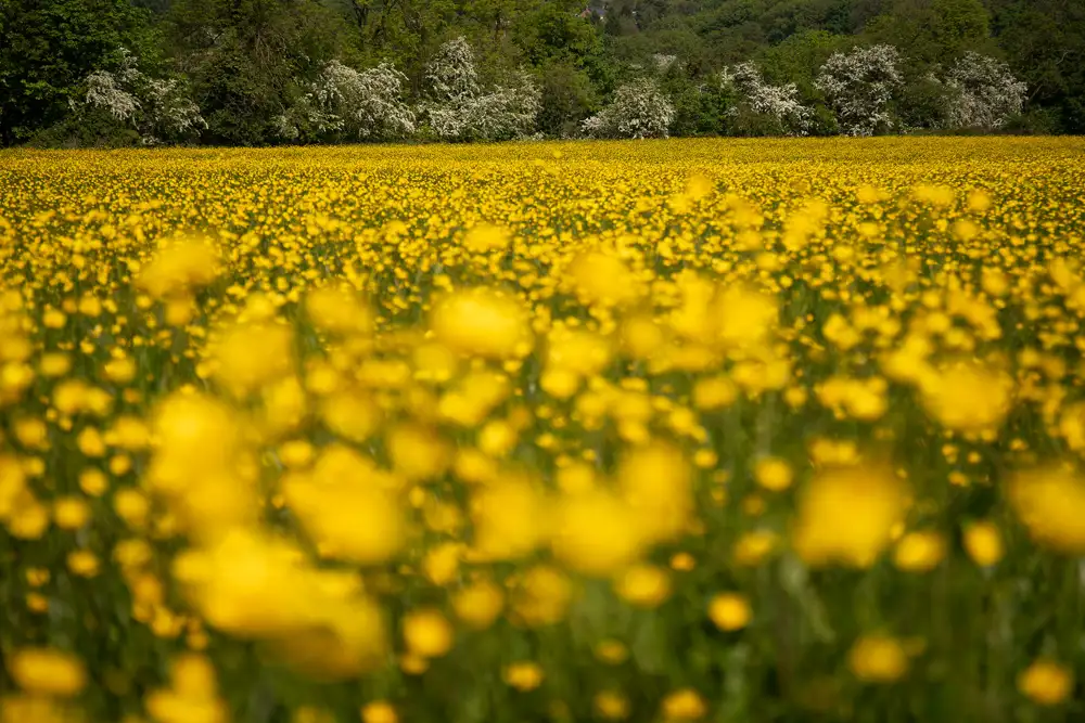 A vast field of vivid yellow buttercups stretches across the foreground, creating a vibrant carpet of colour. The background reveals a line of trees with white blossoms, lush with green foliage, under a soft, overcast sky.