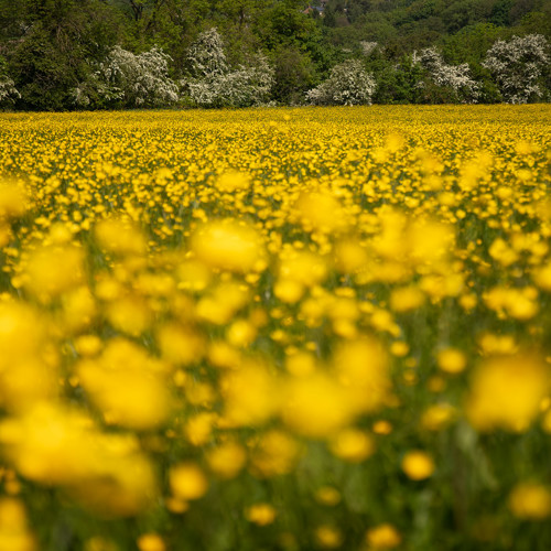 Buttercups: Buttercup fields in the Crimple Valley