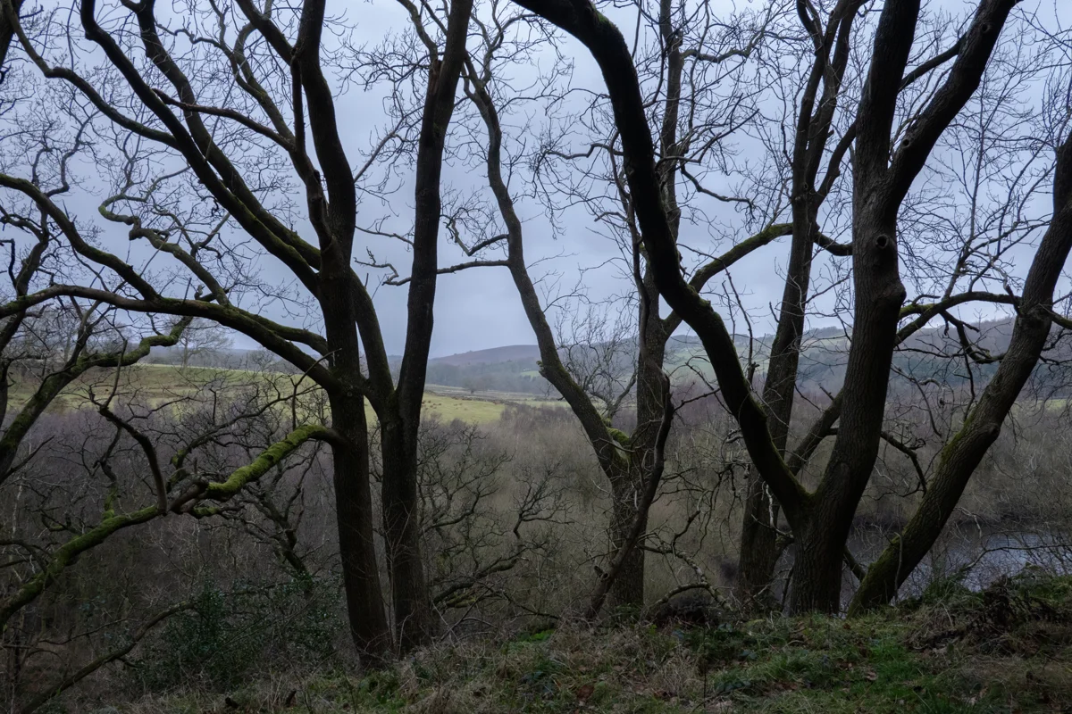Bare moss-covered oaks framing a misty river valley and distant moorland hills on an overcast winter day.