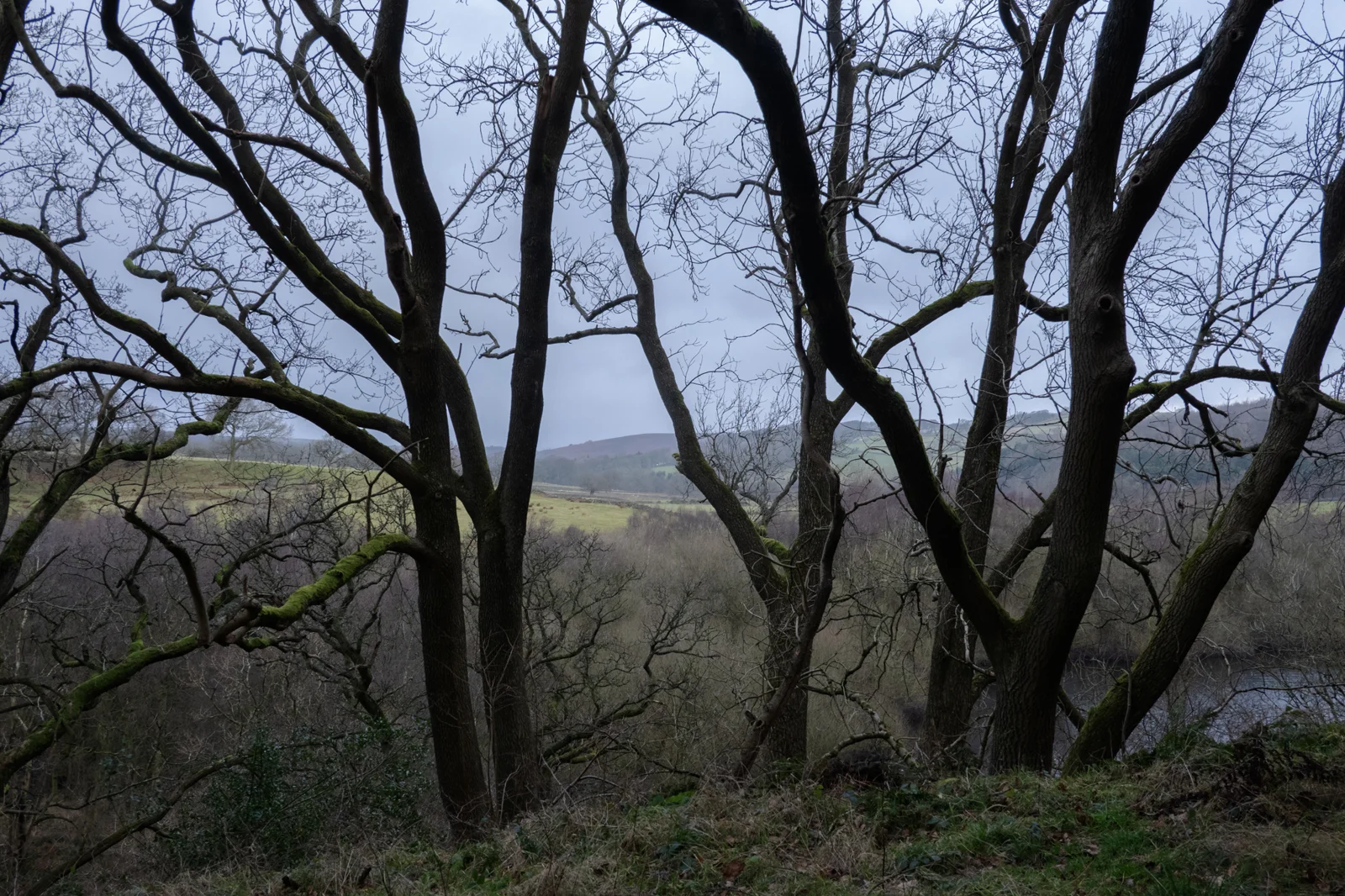 Bare moss-covered oaks framing a misty river valley and distant moorland hills on an overcast winter day.