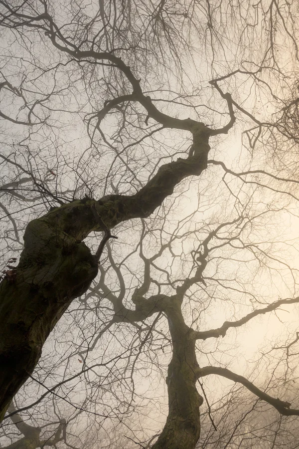 Bare twisting tree branches reaching into misty woodland sky at sunrise on a foggy winter morning