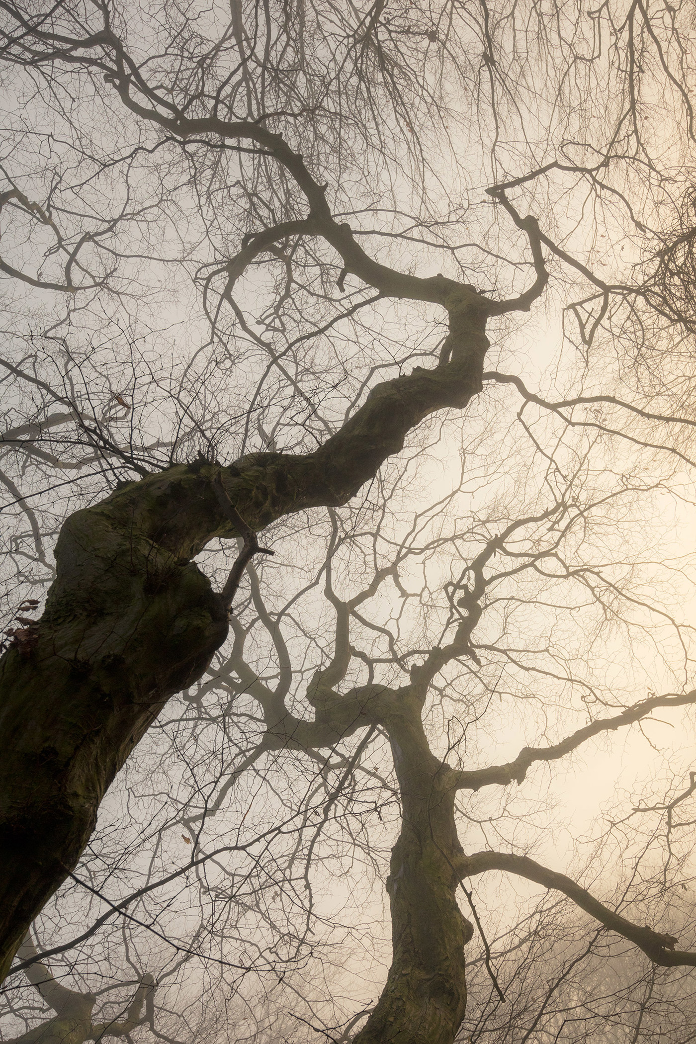  a close up of a tree