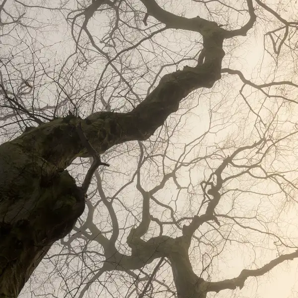 Sunlight through mist