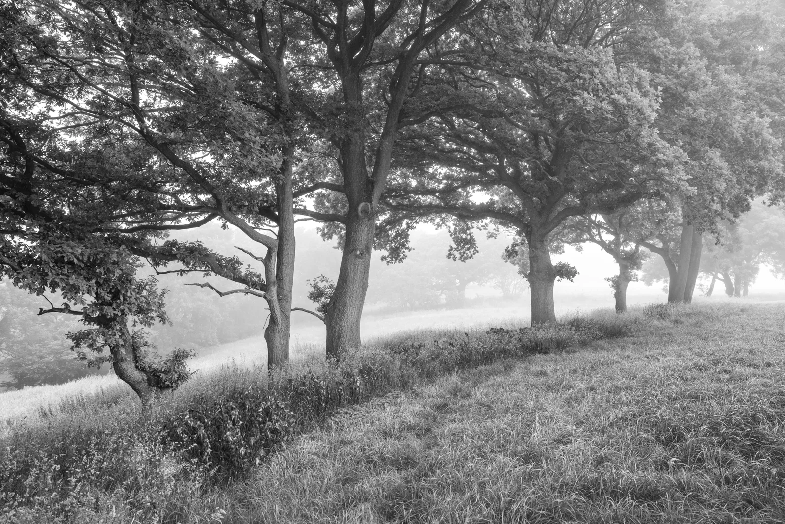 Oak trees along a misty grassy hillside at dawn in black and white