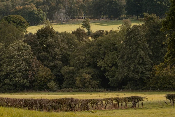 Layered woodland and hedgerow on a hillside above a sunlit meadow in early autumn light